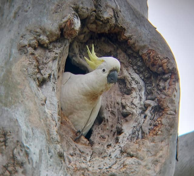 Big Gums Reserve - Image 2