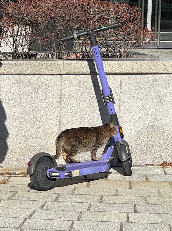 KI cuty cat - Image 1