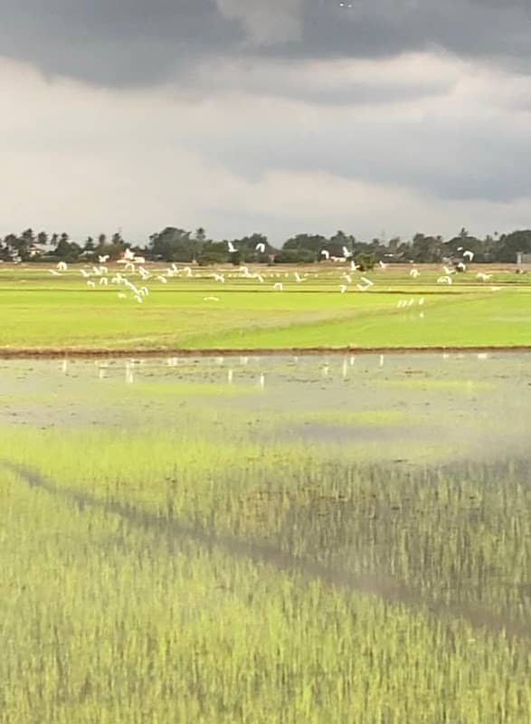 Paddy Field - Image 1