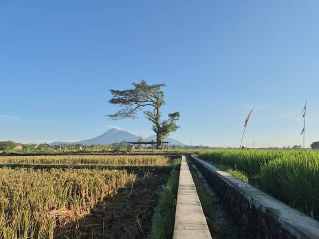 Tengah sawah view merapi - Image 1