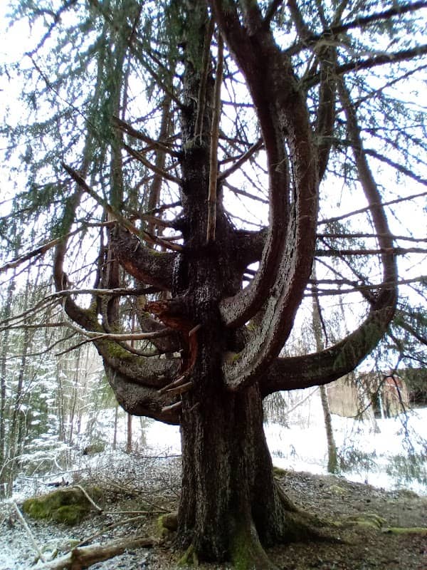Kandelabergranen - Image 1