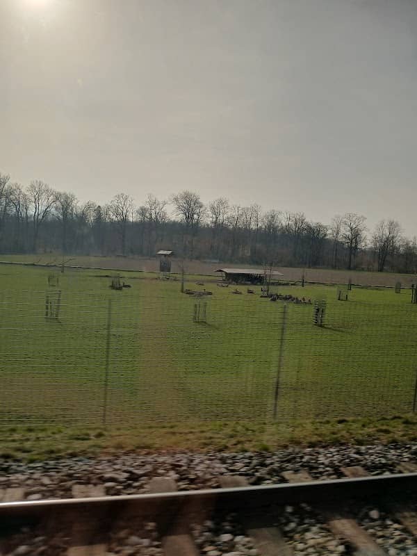 Hirsch - Image 2