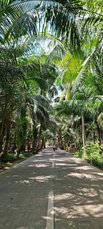 Palm forest - Image 1
