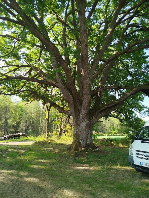 vieux chêne - Image 1