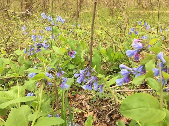 Motts Run Trail - Image 2