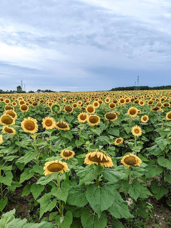 Hirzel Farms - Image 1