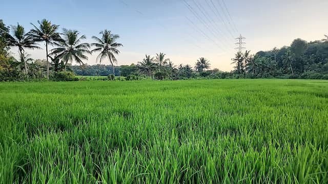 Chempakapaalam - Image 1