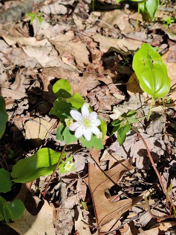 Cathedral Woods Nature Preserve - Image 1