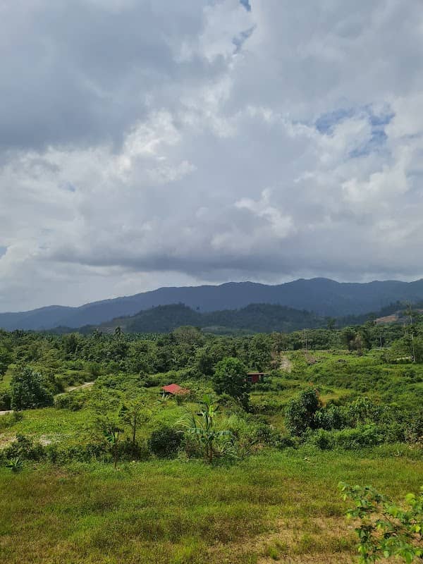 Bungalicious farm - Image 3