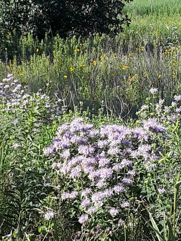 Old Mill Park - Image 2