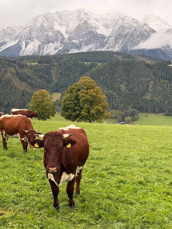 Dachstein view - Image 1