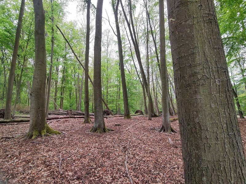 Bieselheide - Image 1