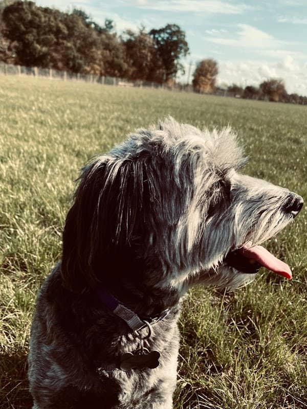 Cressing Dog Park - Image 2