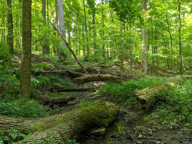 Sears Woods State Nature Preserve - Image 2
