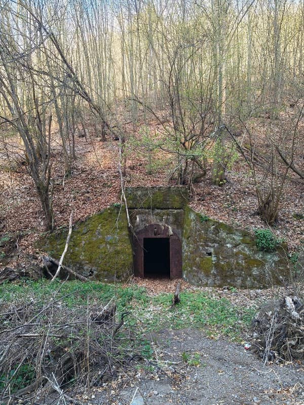 Dinamitiera Tarnita - Image 1