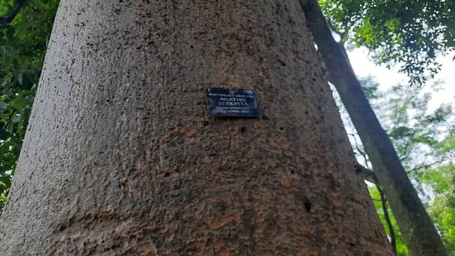 Australian Kauri Pine Tree - Image 1