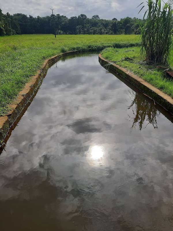 Kinginimattom paddy fields - Image 1