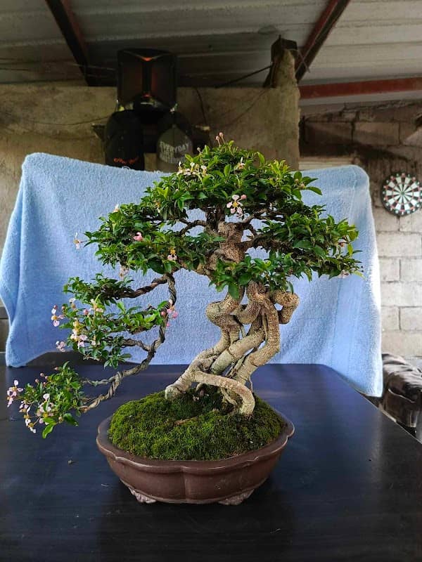 Elmer's Bonsai Garden - Image 1