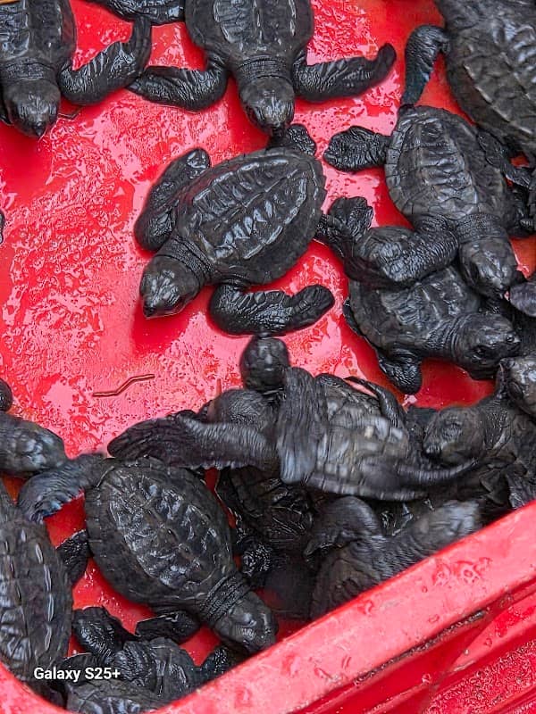 Baby Sea Turtle Release - Image 2