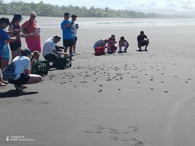 Baby Sea Turtle Release - Image 3
