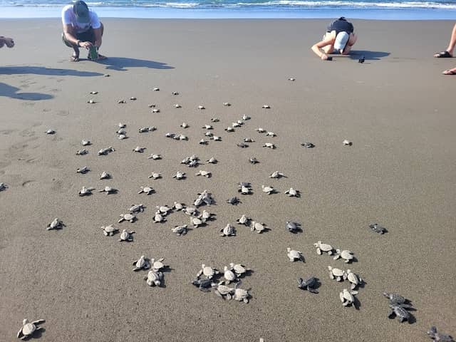 Baby Sea Turtle Release - Image 1