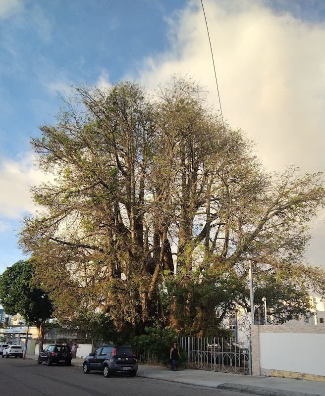 Baobá do Poeta - Lagoa Seca