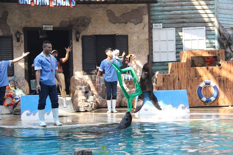 Sea Lion Show - Image 1