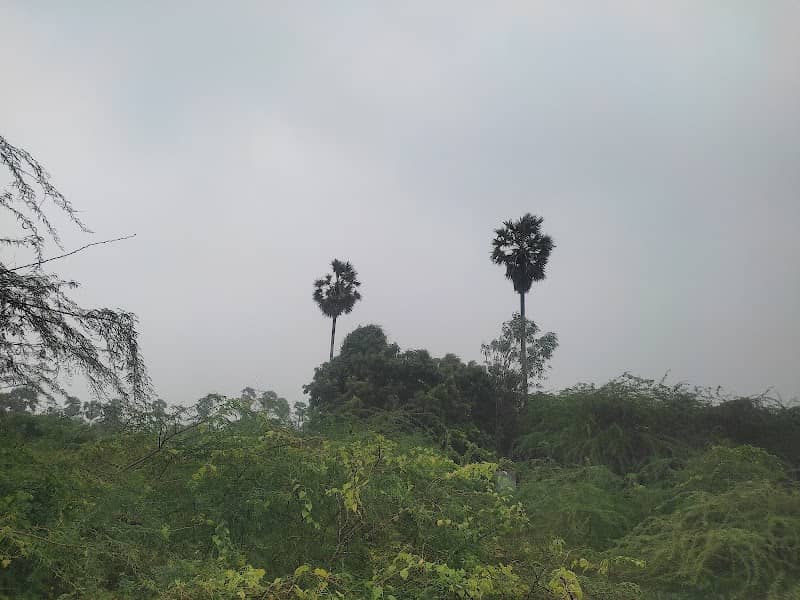 Thenamirthavalli garden - Image 1