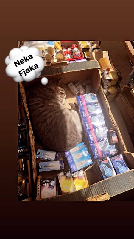 Tezga Maca - Image 2