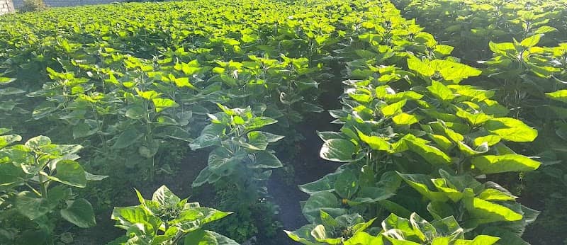 Sunflower Ambato - Image 1