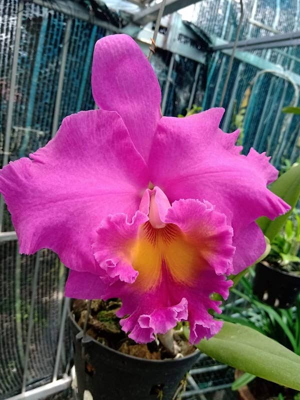Le Hieu Orchid Garden - Image 1