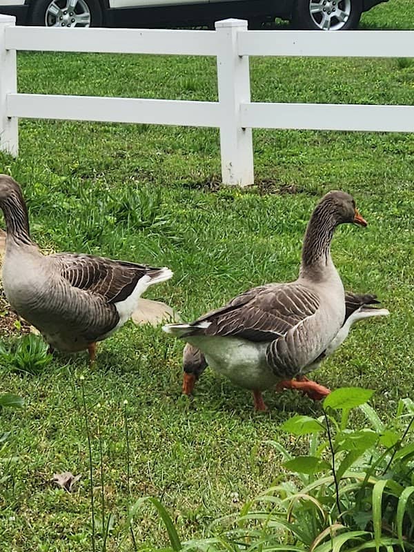 Duck Pond Park - Image 1