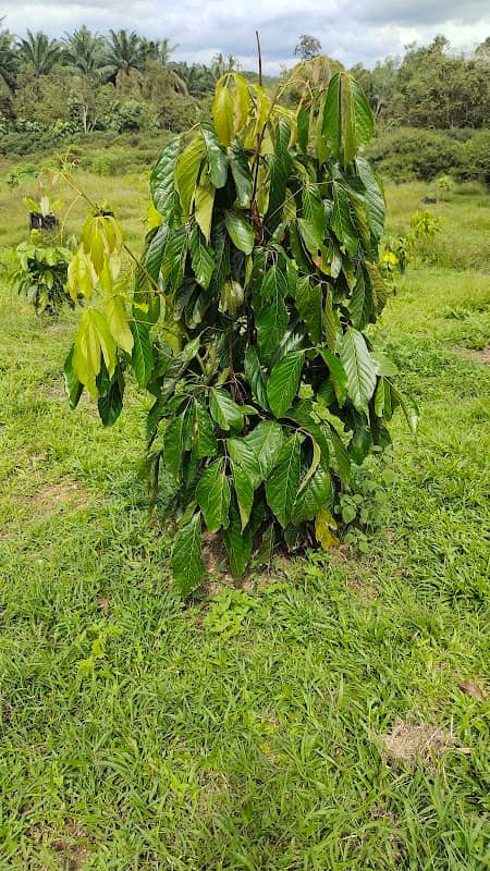 Rck Guarana Farm - Image 1