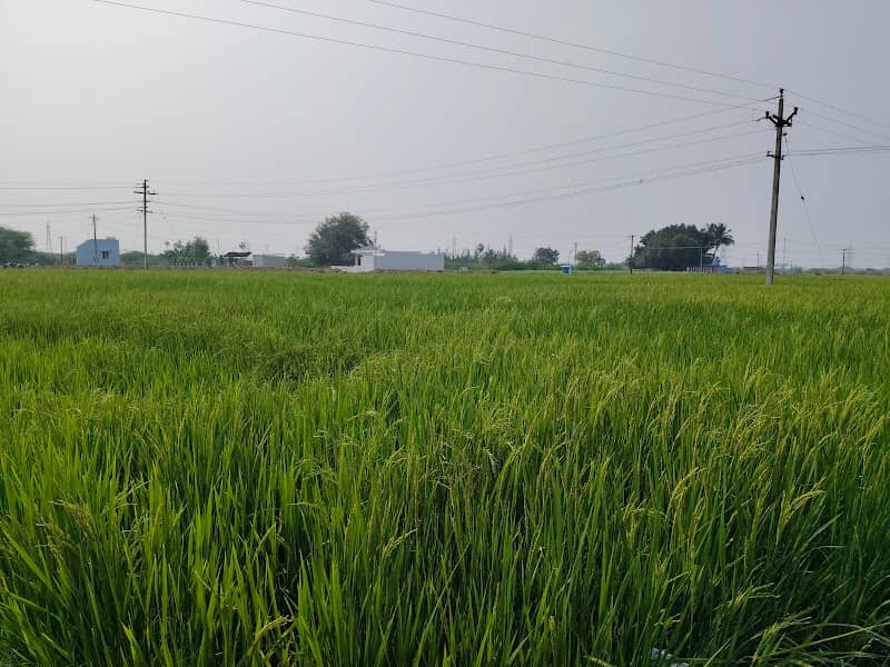 Sree Arumuga Konar Farms - Image 1