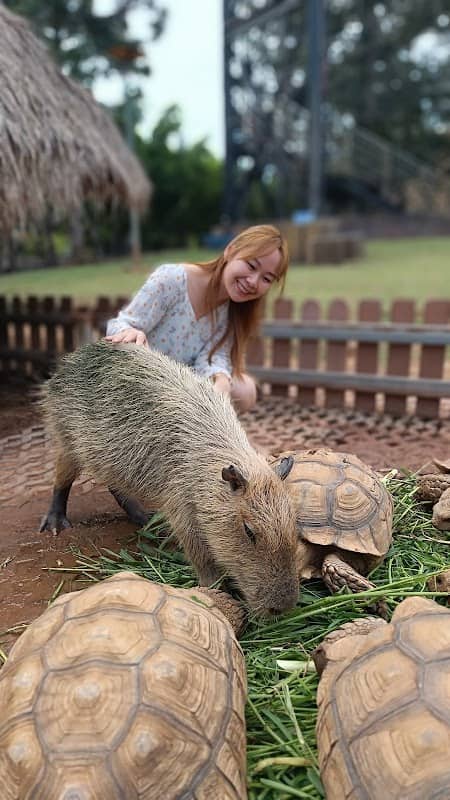 Khonkaen Exotic Pets and Fountain show - Image 2