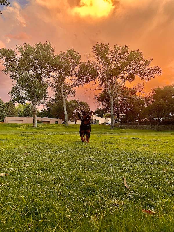 Sunset Hills Park - Image 2