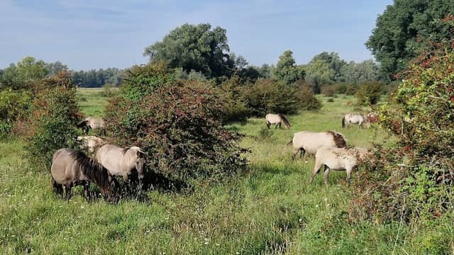 Gendtsche Waard - Image 1