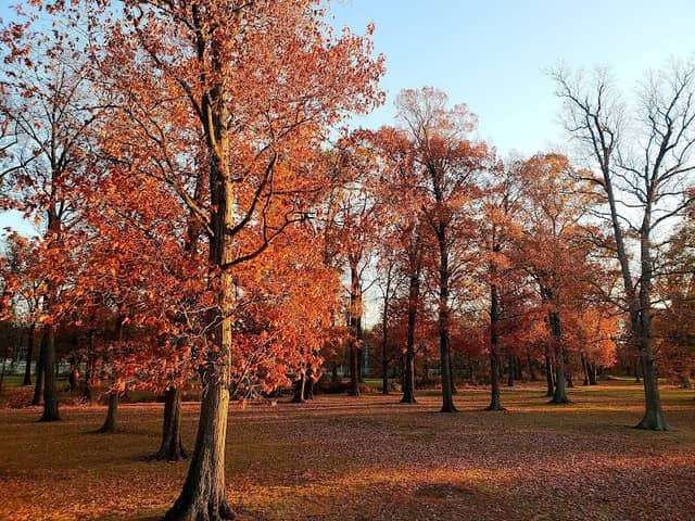 Fletchers Field - Image 1
