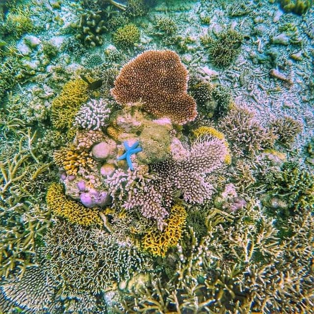 suareef coral and seaweed farming - Image 1