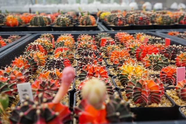 Mommaem Cactus (มอมแมมแคคตัสหัวหิน) - Image 1