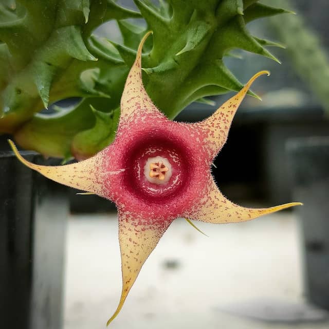Mommaem Cactus (มอมแมมแคคตัสหัวหิน) - Image 2