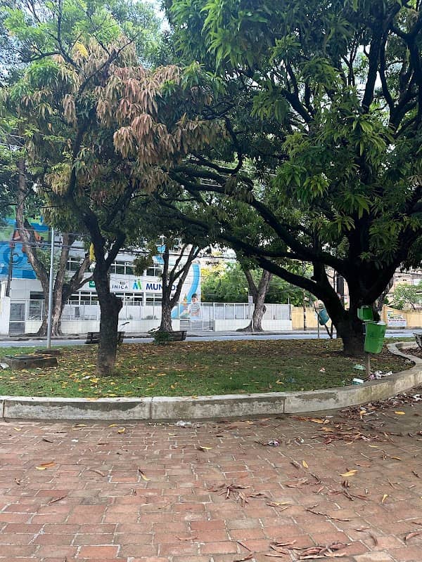 Baobá da Praça Chora Menino - Image 2