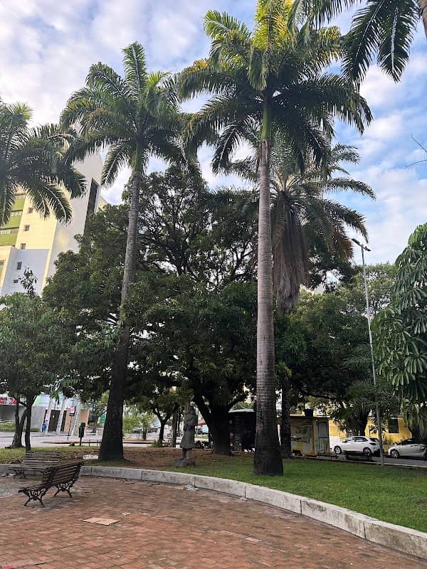 Baobá da Praça Chora Menino - Image 1