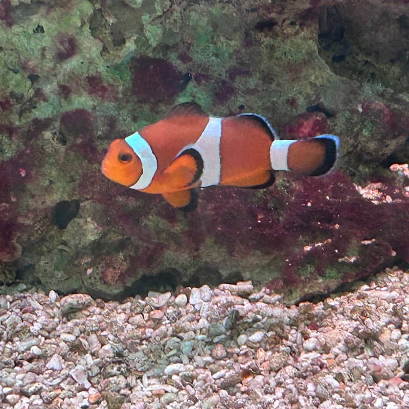 Clown Fish Discovery - Image 1