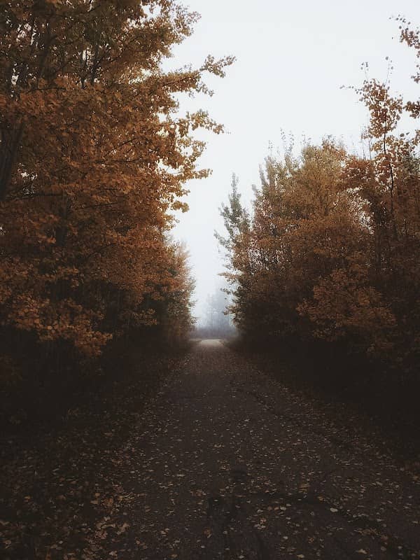 Diamond Willow Trail - Image 1