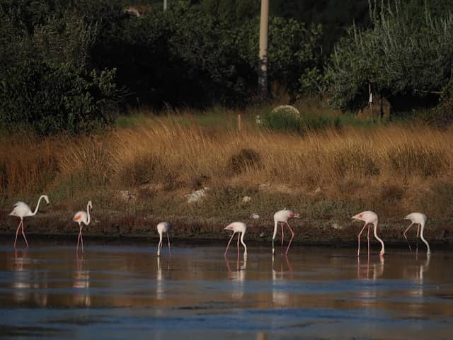 Birds of Alaçati - Image 1