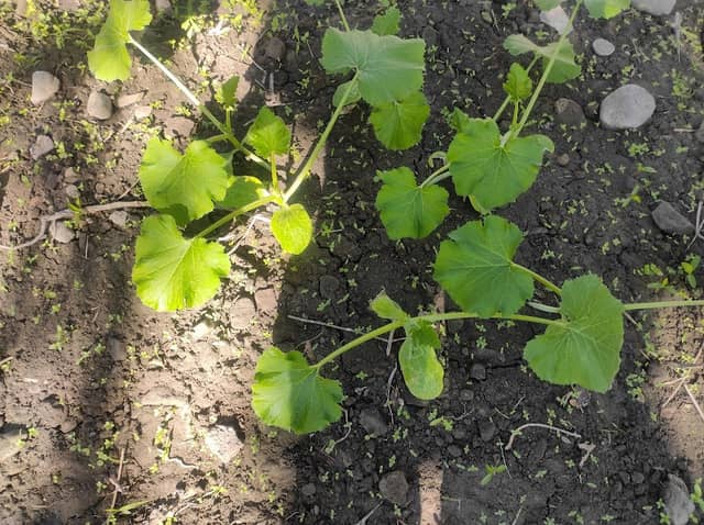 Garden - Image 1