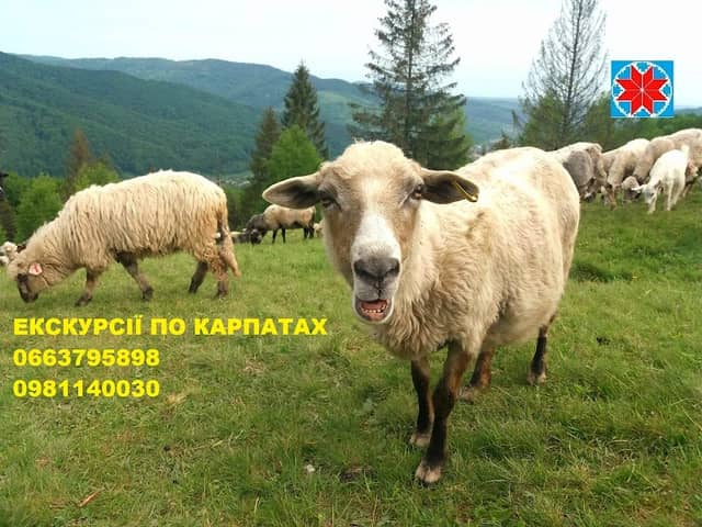 Hora Hoverla Hid, Ekskursiya Na Hoverlu, Pishokhidna Ekskursiya Na Hoverlu Ekskursovod Na Hoverlu, Pokhid Na Hoverlu - Image 1