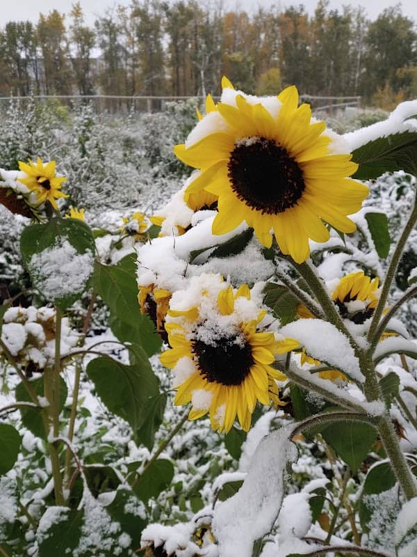 Piper Creek Gardens - Image 1