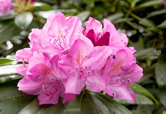 Rhododendron - Image 1